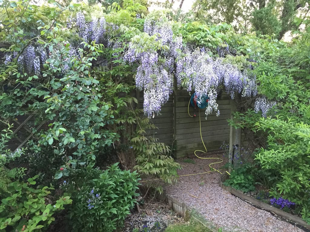 Blooming wisteria over garden fence and gravel path