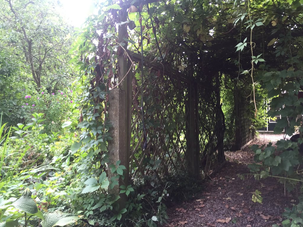 Vine-covered arbor along shaded garden path