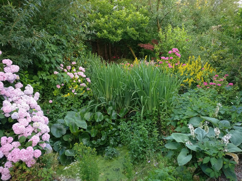 Lush garden with pink hydrangeas and tall greenery